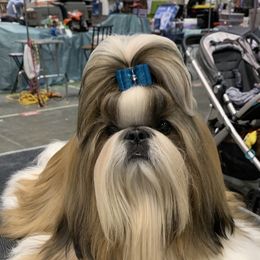 Chesney - Shih Tzu