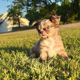 Jax - Merle male Chihuahua puppy in Alvord, Texas from Gift of Gods Favor