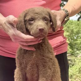 Purple female - Brown female Chesapeake Bay Retriever puppy in Houston, Texas from Monarch Chesapeakes