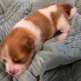 Tito's - Red parti male Pomeranian puppy in Benbrook, Texas from J & B Pomeranians/Pomsky's L.L.C