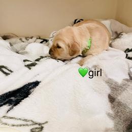 Girl 1 - Golden female Golden Retriever puppy in Carmichael, California from Sadie Lane Family Goldens