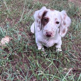 Dachshund Puppies from Vandruff Creek Mini Dachshunds