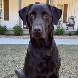 Gaddie - Labrador Retriever
