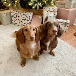 Sully and Woody - Chocolate and tan male Dachshund puppy in Bennett, North Carolina from Cherished Dachshunds