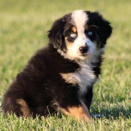 Black Tri Male - Black tri-color male Australian Shepherd puppy in Northport, Alabama from Sipsey River Australian Shepherds