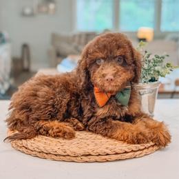 Archie - Chocolate male Goldendoodle puppy in Iola, Texas from Supreme Doodles of Texas