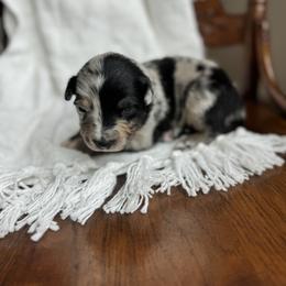 Johnny Cash - Blue merle male Australian Shepherd puppy in Iowa from Burkhart Family Puppies