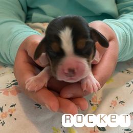 Rocket - Black red and white Beagle puppy in Renton, Washington from Prancing Beagles