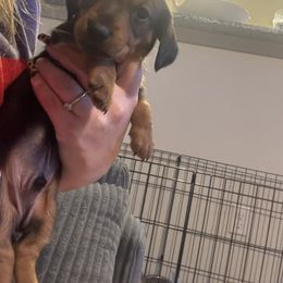 Dachshund Puppies from JP's South Texas Dachshunds