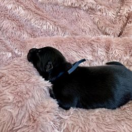 Black collar - Black and tan male Shiloh Shepherd puppy in Watchung, New Jersey from Blue Moon Shilohs