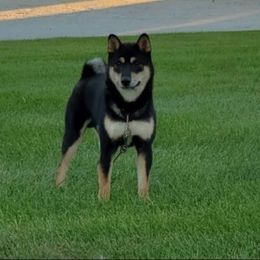 Bear - Shiba Inu