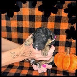 Girl 3 - Tri-color female Bernedoodle puppy in Paradise, Texas from Diamond Z Poodles & Doodles