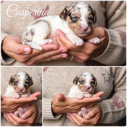 Casperina - Merle female Goldendoodle puppy in Woodruff, South Carolina from Crooked Creek Doodles and Poodles