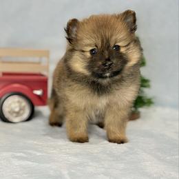 Orange Sable Girl - Orange sable female Pomeranian puppy in Princeton, New Jersey from PureLove Poms.