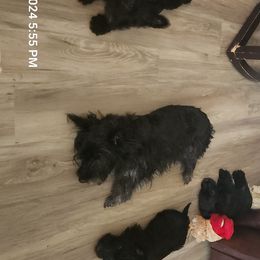 Scottish Terriers from Charissa's Scottish Terriers