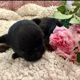Pixie - Black and tan female Brussels Griffon puppy in Brooks, Georgia from Brooks Berner Bears & Brussels Griffons