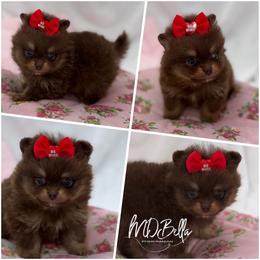 Twinkle AKC - Chocolate and tan female Pomeranian puppy in Houston, Texas from MD Bella Pomeranian