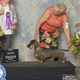 Etta - Dachshund