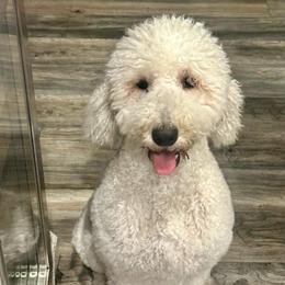 Luna - Goldendoodle