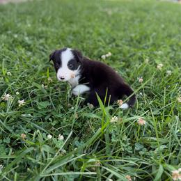 Cheyenne - Black and white female Border Collie puppy in Owenton, Kentucky from Three16 Ranch