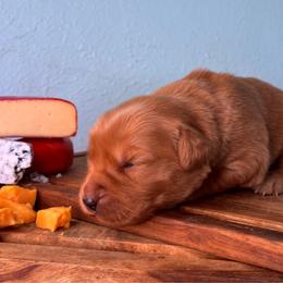 Gruyère - Dark golden female Golden Retriever puppy in Eustis, Florida from Earley Goldens