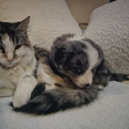Australian Mountain Doodle, Bernedoodle, Companion Cross, and Shihpoo Puppies from Perfect Companion Puppies