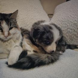 Australian Mountain Doodle, Bernedoodle, Companion Cross, and Shihpoo Puppies from Perfect Companion Puppies