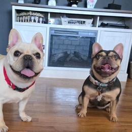 French Bulldog puppies from Diamond Dreams French Bulldogs