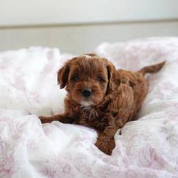 Nova - Red  female Goldendoodle puppy in Vancouver, Washington from Blissful Doodles
