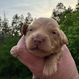 Miranda - Red female Dachshund puppy in Knoxville, Tennessee from East TN Dachshunds