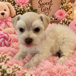 Girl 2 - Wheaten female Miniature Schnauzer puppy in San Augustine, Texas from My Little Schnauzer Pals