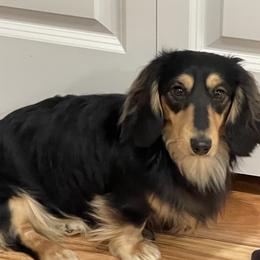Manny - Dachshund