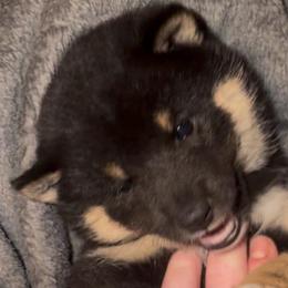 Kuro - Black and tan male Shiba Inu puppy in Clewiston, Florida from Animal Farm Shiba Inus & Mameshibas