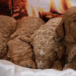 Poodle Puppies from Outlaw Canines