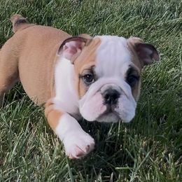 Bulldog Puppies from Odyssey English Bulldogs