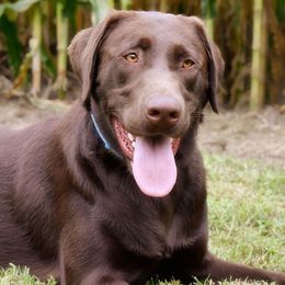 Rini - Labrador Retriever