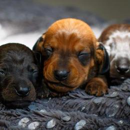 Dachshund Puppies from Army of Dachshunds