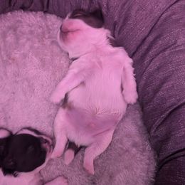 Shih Tzus from Gigi’s Superior Shih Tzus