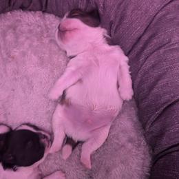 Shih Tzus from Gigi’s Superior Shih Tzus
