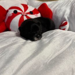Diva - Black female Pomeranian puppy in Tucson, Arizona from Pomutopia