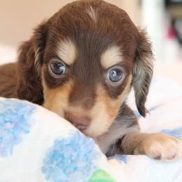 Mo - Chocolate and cream male Dachshund puppy in Laurel, Mississippi from Kissinger Dachshunds