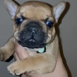 Buzz - Fawn male French Bulldog puppy in El Paso, Texas from Briana Gomez