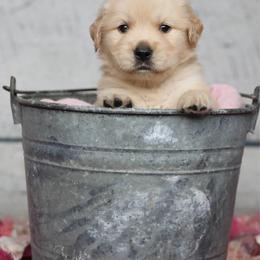 Golden Retriever puppies from Dublin Rise