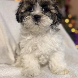 Milky - Brown and white female Shichon puppy in Fort Lauderdale, Florida from Nona's Shichons