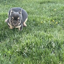 French Bulldog Puppies from Boise French Bulldogs