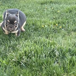 French Bulldog Puppies from Boise French Bulldogs