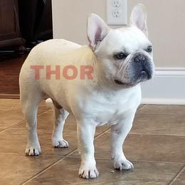 Thor - French Bulldog