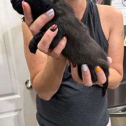 All black - Black male Dachshund puppy in Eustis, Florida from Branton Family Dachshunds