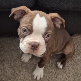 Boy 1 - male Boston Terrier puppy in Whiteland, Indiana from Christine Broadus