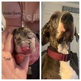 Girl 5 - Great Dane puppy in Lawrenceburg, Indiana from Jordan Giants